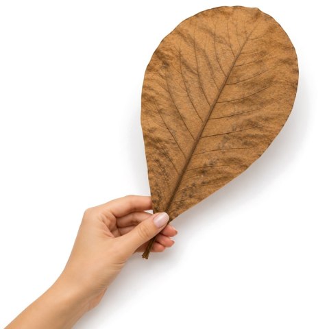Kruger Meier Shrimp Leaves XL - liście ketapangu 10 sztuk