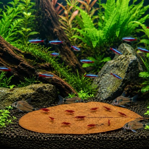 Kruger Meier Shrimp Leaves XL - liście ketapangu 10 sztuk