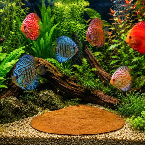 Kruger Meier Shrimp Leaves XL - liście ketapangu 10 sztuk