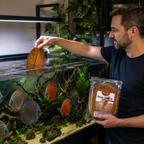 Kruger Meier Shrimp Leaves XL - liście ketapangu 20 sztuk