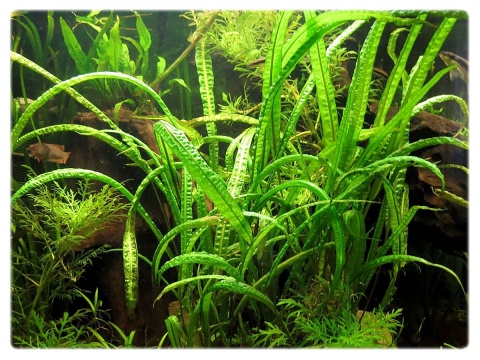Cryptocoryne crispatula 'Balansae' koszyk XXL - zwartka do dużego akwarium