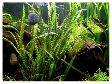 Cryptocoryne crispatula 'Balansae' koszyk XXL - zwartka do dużego akwarium