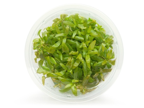 Hygrophila Polysperma 'Sunset' in vitro kubek 10cm