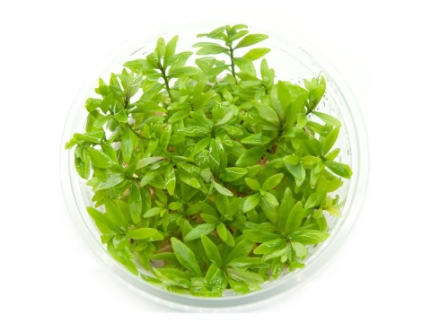 Hygrophila Polysperma kubek 10cm in vitro