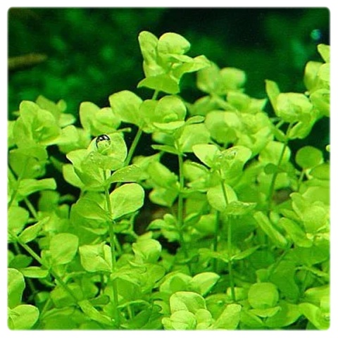 Micranthemum Umbrosum Okrągłolistne kubek 10cm, Piękna i prosta w uprawie
