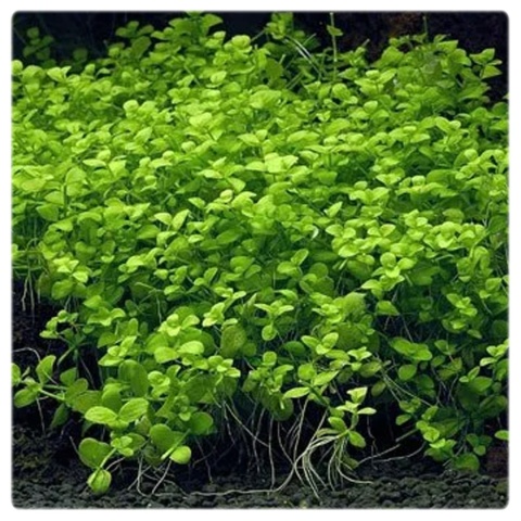 Micranthemum Umbrosum Okrągłolistne kubek 10cm, Piękna i prosta w uprawie