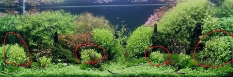 Micranthemum Umbrosum Okrągłolistne kubek 10cm, Piękna i prosta w uprawie