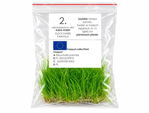 2. Eleocharis Parvula in vitro porcja 500szt Piękny trawniczek do akwarium