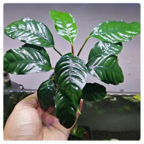 Anubias Coffeefolia, koszyk – pofałdowane zielone liście