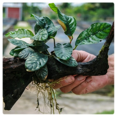 Anubias Coffeefolia, koszyk – pofałdowane zielone liście