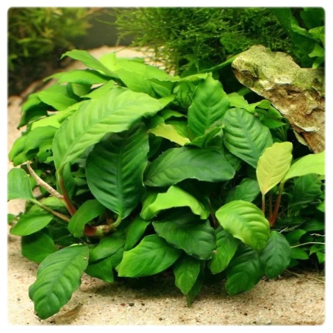 Anubias Coffeefolia, koszyk – pofałdowane zielone liście