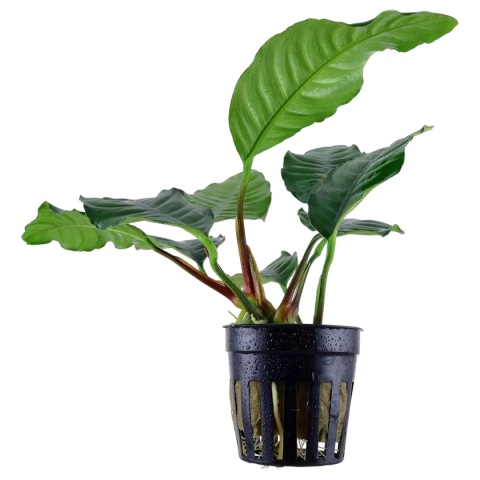 Anubias Coffeefolia, koszyk – pofałdowane zielone liście