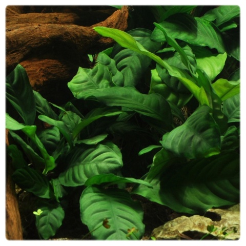 Anubias Coffeefolia, koszyk – pofałdowane zielone liście