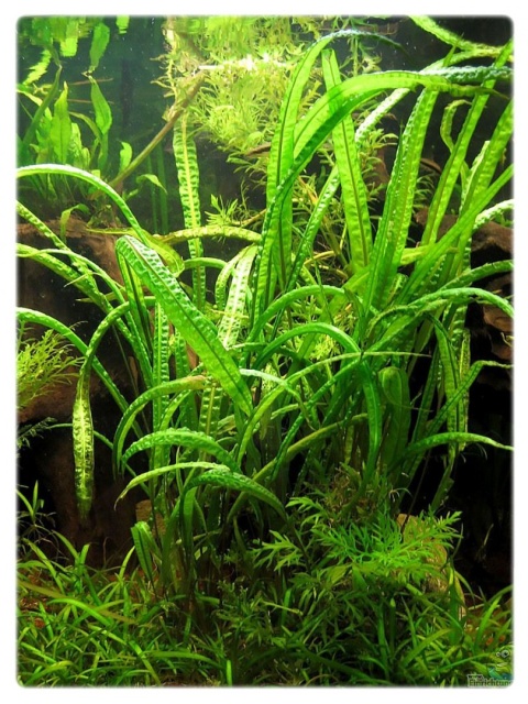 Cryptocoryne crispatula 'Balansae' koszyk XXL - zwartka do dużego akwarium
