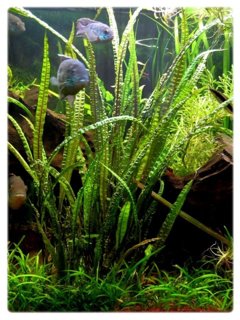 Cryptocoryne crispatula 'Balansae' koszyk XXL - zwartka do dużego akwarium