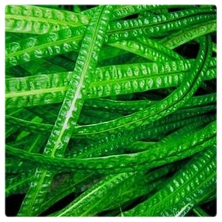 Cryptocoryne crispatula 'Balansae' koszyk XXL - zwartka do dużego akwarium