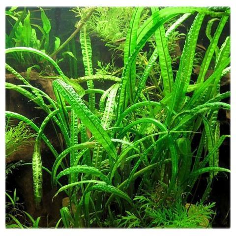Cryptocoryne crispatula 'Balansae' koszyk XXL - zwartka do dużego akwarium
