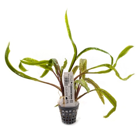 Cryptocoryne crispatula 'Balansae' koszyk XXL - zwartka do dużego akwarium