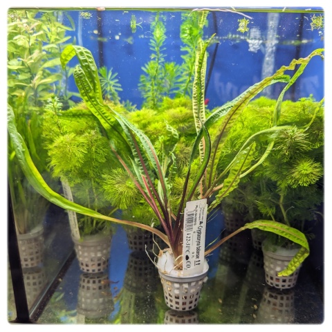 Cryptocoryne crispatula 'Balansae' koszyk XXL - zwartka do dużego akwarium
