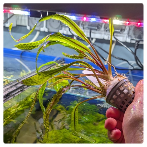 Cryptocoryne crispatula 'Balansae' koszyk XXL - zwartka do dużego akwarium