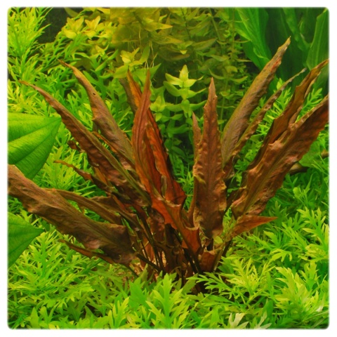 Cryptocoryne Mi Oya (Wendtii Mi Oya) koszyk