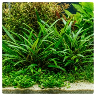 Cryptocoryne Willisii koszyk - zwartka na przód i środek akwarium