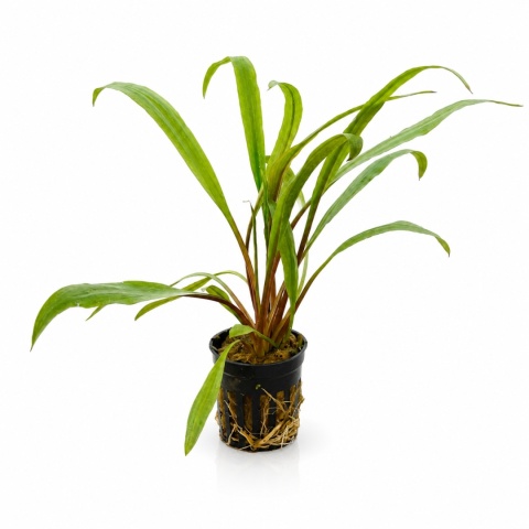 Cryptocoryne Retrospiralis, koszyk – wysoka zwartka o wąskich liściach