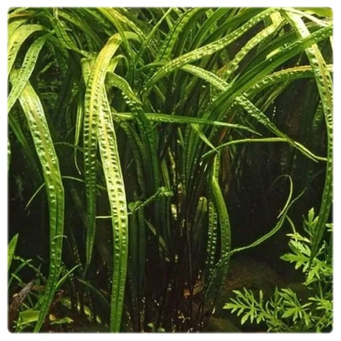Cryptocoryne Retrospiralis, koszyk – wysoka zwartka o wąskich liściach