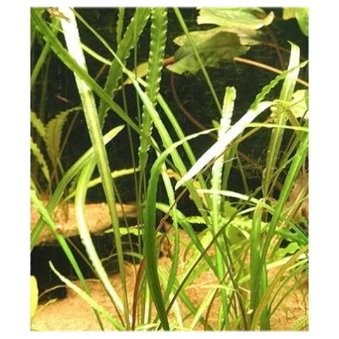Cryptocoryne Retrospiralis, koszyk – wysoka zwartka o wąskich liściach