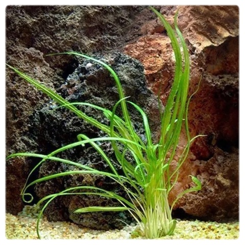 Cryptocoryne Retrospiralis, koszyk – wysoka zwartka o wąskich liściach