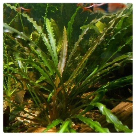 Cryptocoryne Retrospiralis, koszyk – wysoka zwartka o wąskich liściach