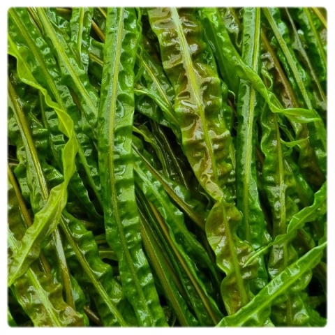 Cryptocoryne Retrospiralis, koszyk – wysoka zwartka o wąskich liściach