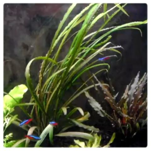 Cryptocoryne Retrospiralis, koszyk – wysoka zwartka o wąskich liściach