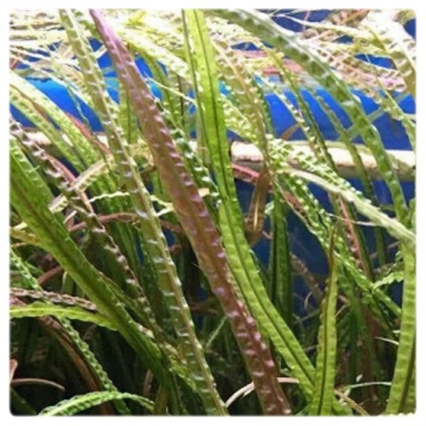 Cryptocoryne Retrospiralis, koszyk – wysoka zwartka o wąskich liściach