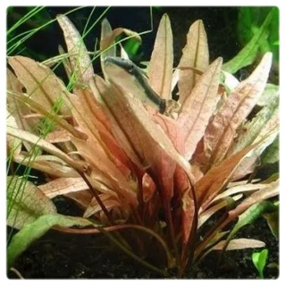 Cryptocoryne Petchii Pink, koszyk – zwartka, pierwszy plan