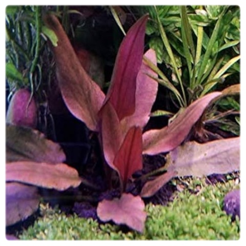 Cryptocoryne Petchii Pink, koszyk – zwartka, pierwszy plan