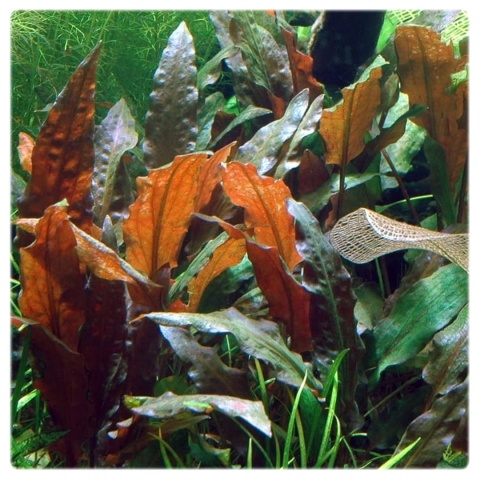 Cryptocoryne Mi Oya (Wendtii Mi Oya) koszyk