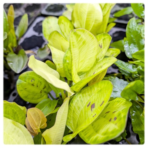 Echinodorus Yellow Sun koszyk – żabienica o żółtych liściach
