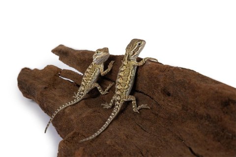 Happet Korzeń Mangrowiec XL 100 cm do akwarium i terrarium