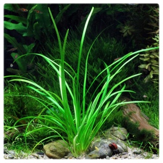 185. Sagittaria Subulata PUSILLA porcja in vitro - wąskolistna strzałka