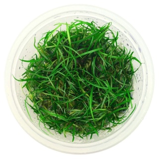 Sagittaria Subulata PUSILLA kubek 10cm in vitro - wąskolistna strzałka