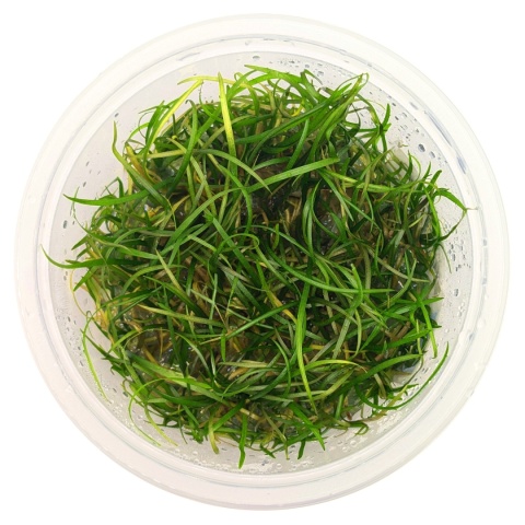 Sagittaria Subulata PUSILLA kubek 10cm in vitro - wąskolistna strzałka