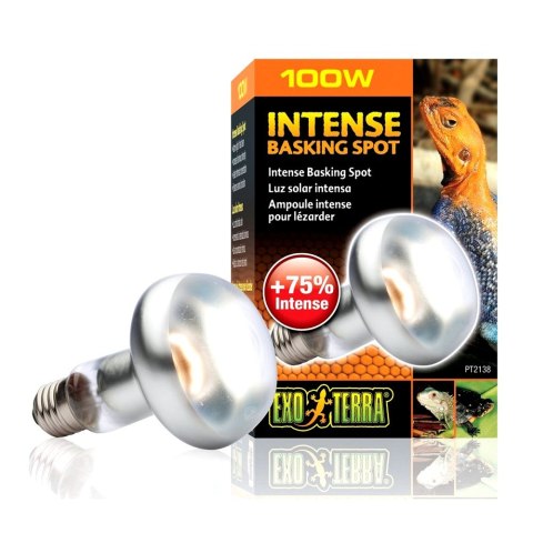 EXOTERRA Żarówka Intense Basking Spot 100W, 80mm (PT2138)