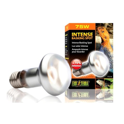EXOTERRA Żarówka Intense Basking Spot 75W,63mm (PT2136)