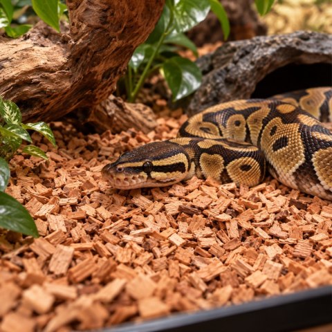 Terrario Buffalo Red Valley 10l - średnie zrębki olcha