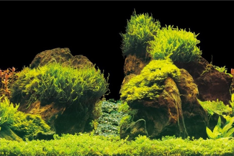 AQUA NOVA tło dwustronne ROCK/PLANTS XL 150x60cm AQUA NOVA tło dwustronne ROCK/PLANTS XL 150x60cm