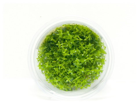 Gratiola Viscidula kubek 10cm in vitro