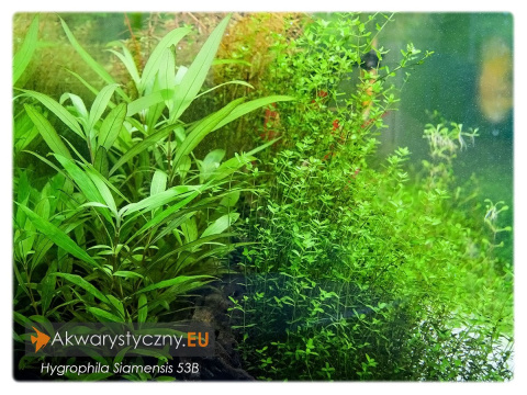 Hygrophila Corymbosa Siamensis 53B kubek 5cm