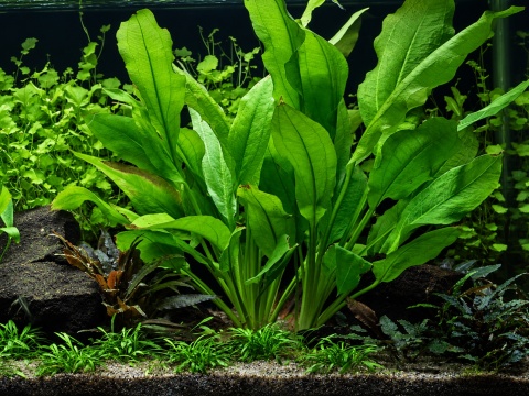 Echinodorus Bleheri – Żabienica Blehera w koszyku, Łatwa w uprawie