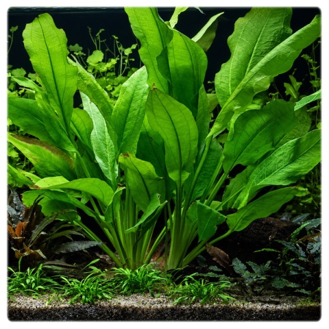 Echinodorus Bleheri – Żabienica Blehera w koszyku, Łatwa w uprawie